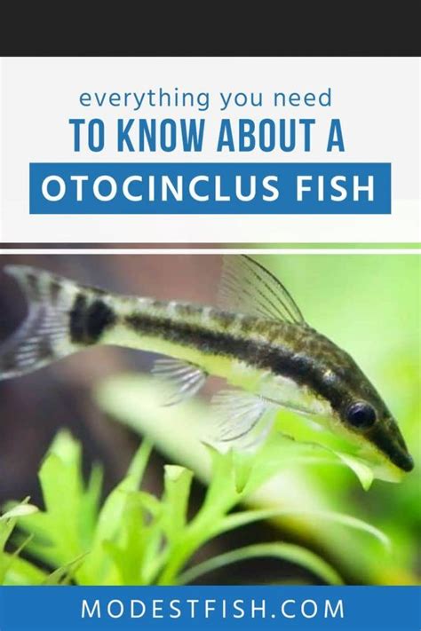 Otocinclus Care Sheet: Expert Guide To Healthy.